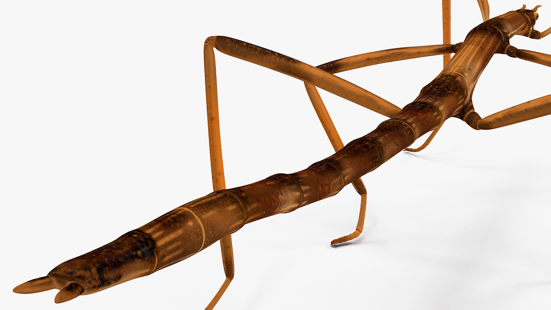 stick insect brown rigged for modo3d模型
