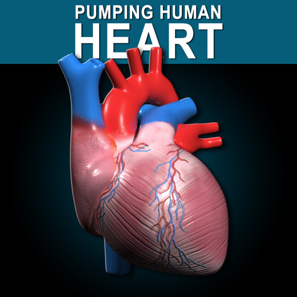 human heart pumping 3d model