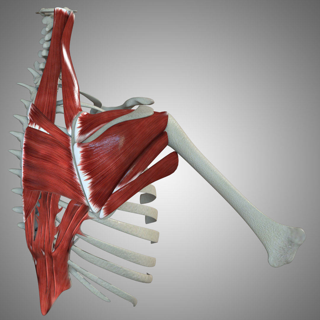 D Model Scapular Muscle Turbosquid