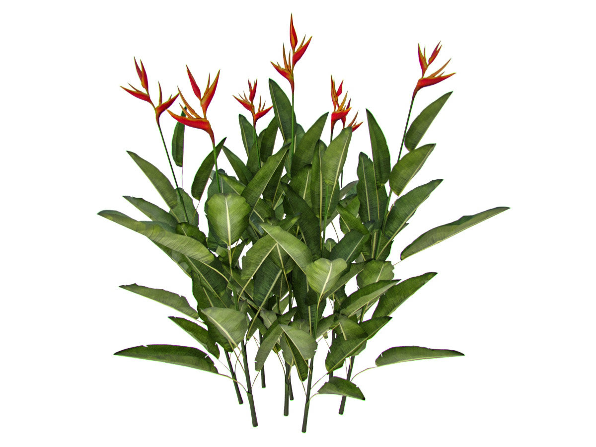 Plant Heliconia Psittacorum D Turbosquid