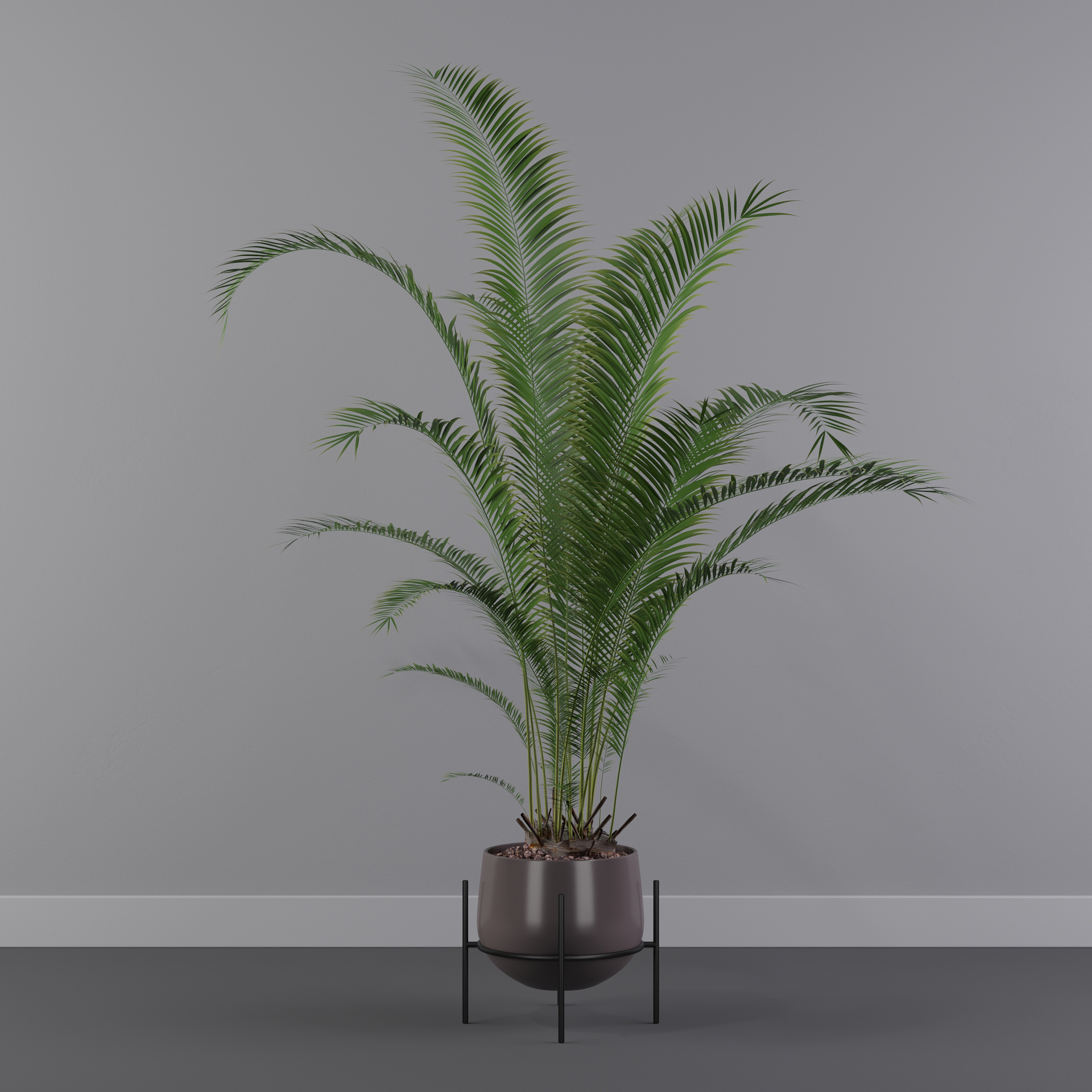 areca palm 013d模型