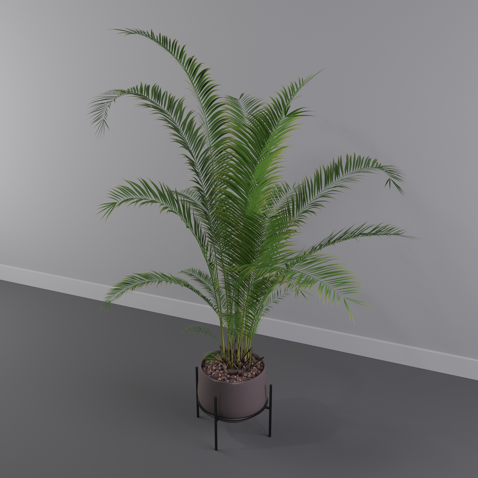 areca palm 013d模型