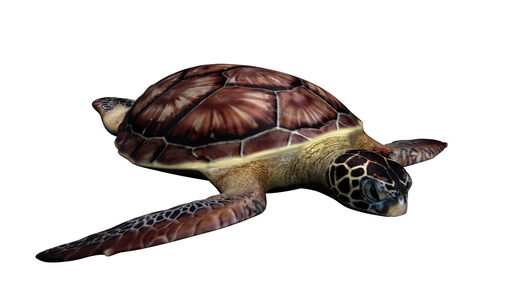 3D Sea Turtle TurboSquid 1548779