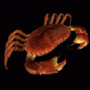 imagination crab 3d model