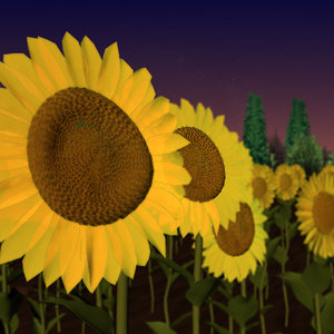 sunflower flower 3d model