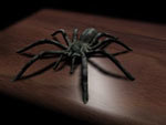 arachnid spider 3d model