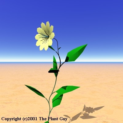 yellow sunburst flower plant lwo free