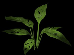 plant leaf max