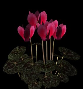 plant flower 3d model