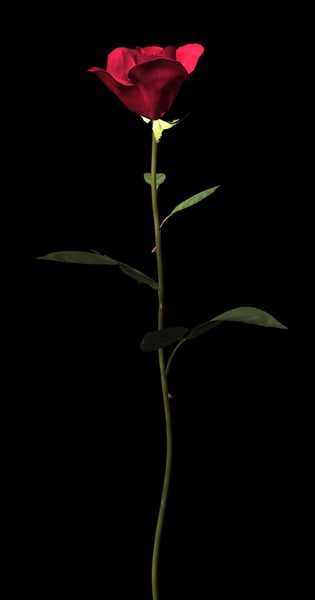 3d model plant flower