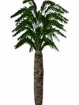 3d palm bryce