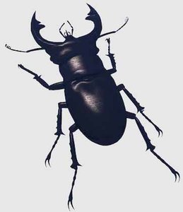 beetle 3d model