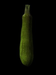 3d model squash zucchini