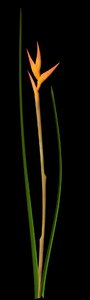 3d plant petals stem model
