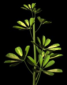 3d plant petals stem
