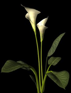 plant flower 3d model