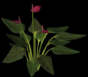 3d model plant petals stem