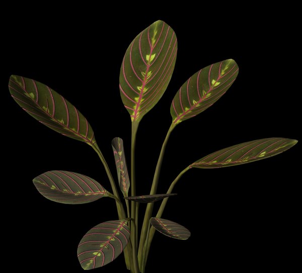plant petals stem 3d model