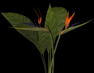 3d model plant petals stem