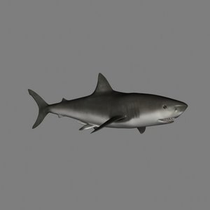 3d model of shark animation great white