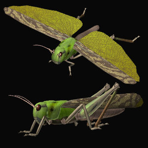 3d model grasshopper tonosama
