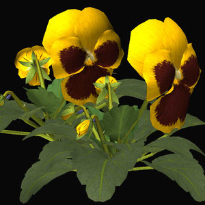 3d flower pansy