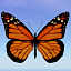 butterfly monarch 3d model