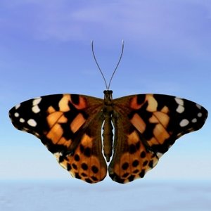 3d model butterfly painted lady