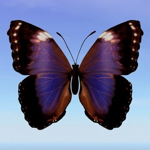 butterfly morpho violacca obj