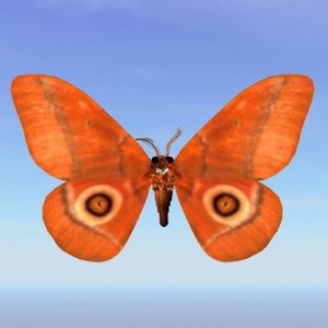 moth gonimbrasia belina 3ds