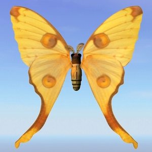 moth argema 3d max