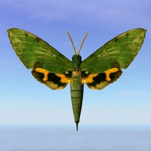 3ds max moth euchloton