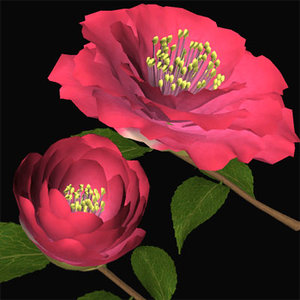3d camellia yukitubaki