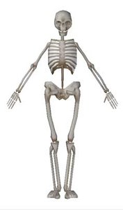 3d model human skeleton