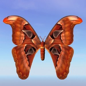 moth bhutntis 3d model