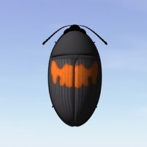 darkling beetle 3d max