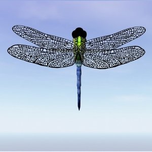 dragonfly 3d model