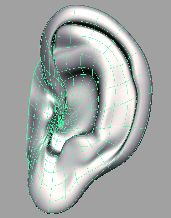 human ear 3d model