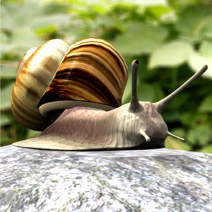 3d model snail