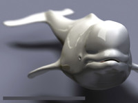 Beluga