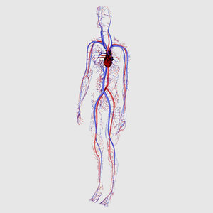 arteries veins heart female 3d model