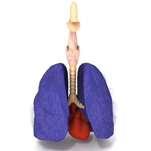 esophagus lungs heart female 3d model