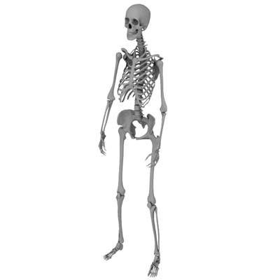 skeletal frame female 3d model