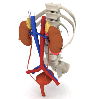 sacrum pelvis spinal column ribs female