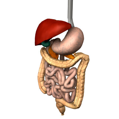 liver stomach uppercol ileum 3d model