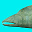 3d eel fish model