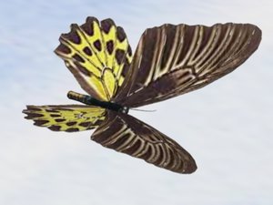 bird wing butterfly flapping 3d model