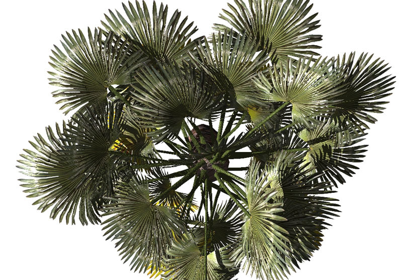 palm scrub tree lwo