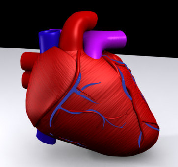 Max heart. Трехкамерная модель сердца на компьютере. Движущий модель сердца своими руками. Учебная 3d модель сердца плоскости сечения. Мод на сердца героев.