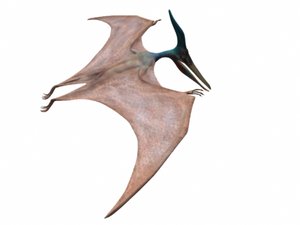 pteranodon ingens 3d model